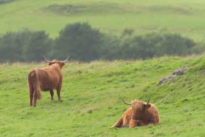 Horses in a field