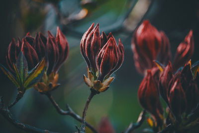 Close-up of red flowering plant