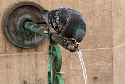 Close-up of pigeon on water outlet