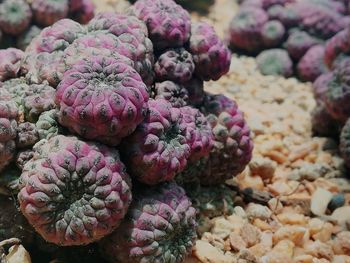 High angle view of berries