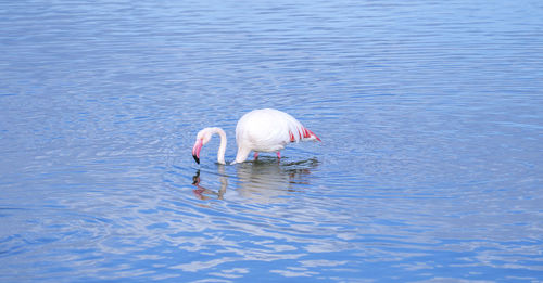 Duck swimming in a lake