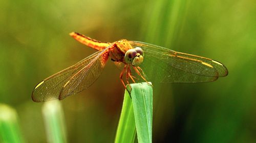 Close-up of damselfly on leaf