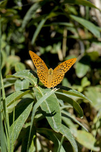 Close-up of butterfly on plant