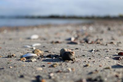 Close-up of shells on sand