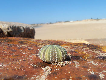 Close-up of seashell on beach against clear sky