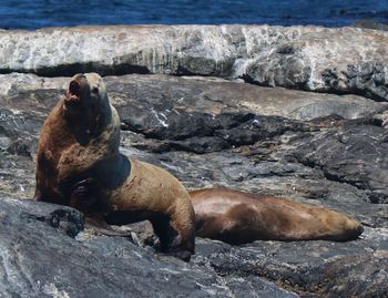 Sea lion on rocks at shore