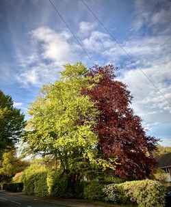 Low angle view of tree against sky