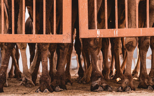 Low section of camel standing by fence