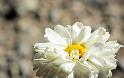 Close-up of white flower