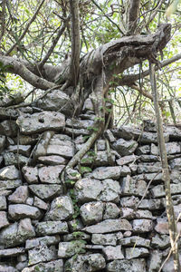 View of tree trunk