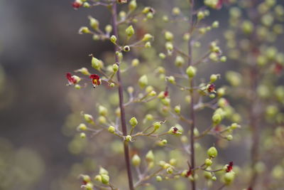 Close-up of flowering plant