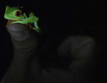Close-up of a lizard