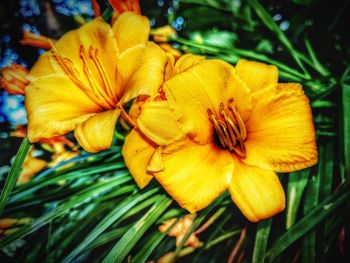 Close-up of day lily blooming outdoors