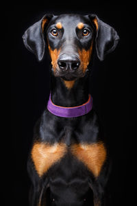 Close-up portrait of a dog over black background