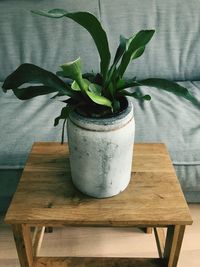Close-up of plant on table