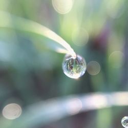 Close-up of water drops on leaf