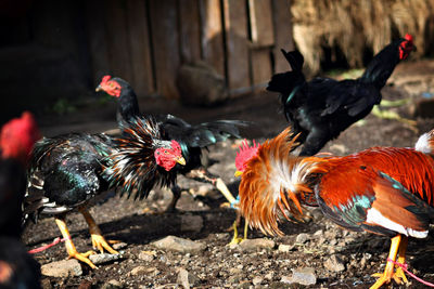 Close-up of rooster