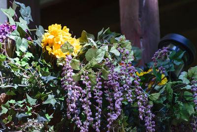 Close-up of yellow flowers blooming outdoors