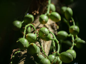 Close-up of berries growing on tree