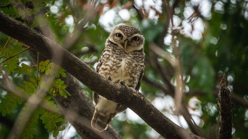 Low angle view of owl perching on tree