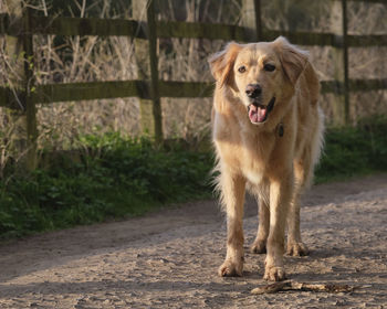Portrait of dog running on footpath