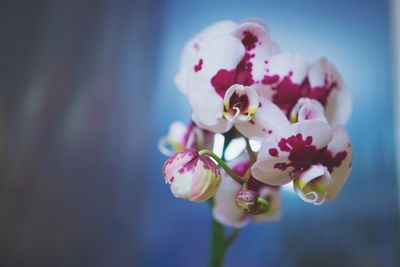 Close-up of pink flower