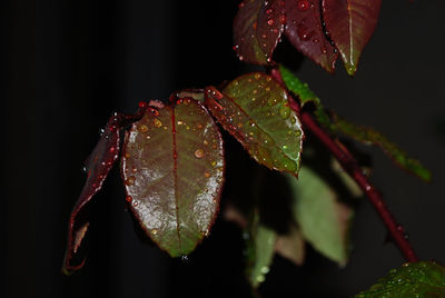 Close-up of wet plant during autumn