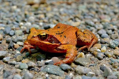 Close-up of lizard on rock
