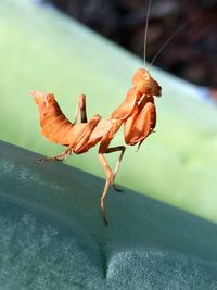 Close-up of insect on wall