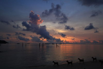 Scenic view of sea at sunset