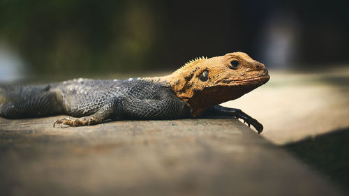 Close-up of lizard on rock