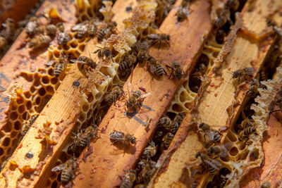 Close-up of bee on rock