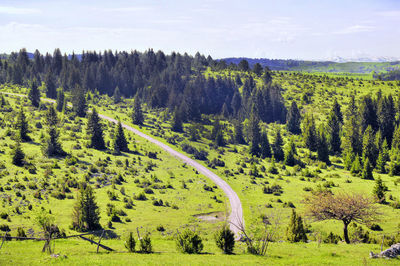 Scenic view of forest against sky