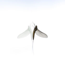 Close-up of insect on white background