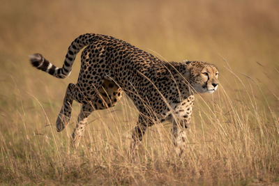 Cheetah running on field
