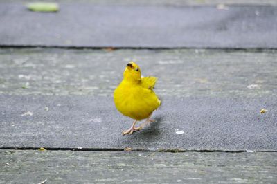 Close-up of bird perching on leaf