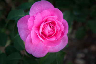 Close-up of pink rose blooming outdoors