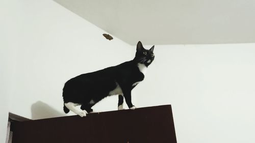 Cat standing on wall