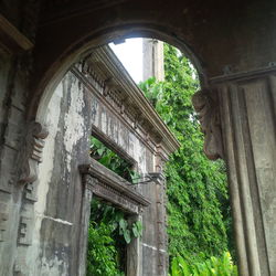 Low angle view of ivy on building