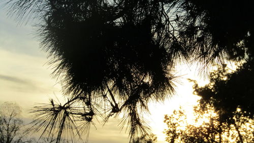 Low angle view of trees against sky at sunset