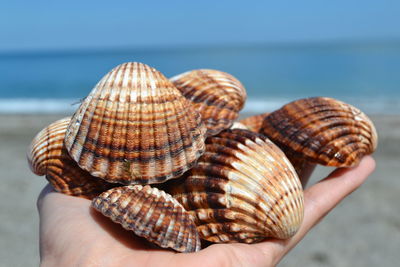 Cropped hand holding seashells at beach