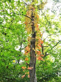 Low angle view of tree in forest