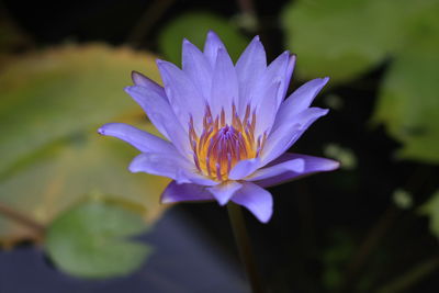 Close-up of purple water lily