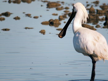 White bird perching on a lake