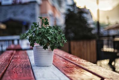 Close-up of small potted plant on table