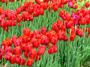 Red tulips in field