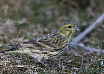 Close-up of a bird perching on a land