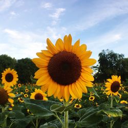 Close-up of sunflowers on field against sky