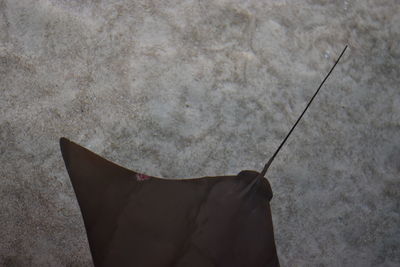 Close-up of sting ray in seabed