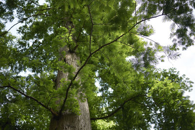 Low angle view of trees against sky
